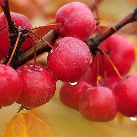 郁花园