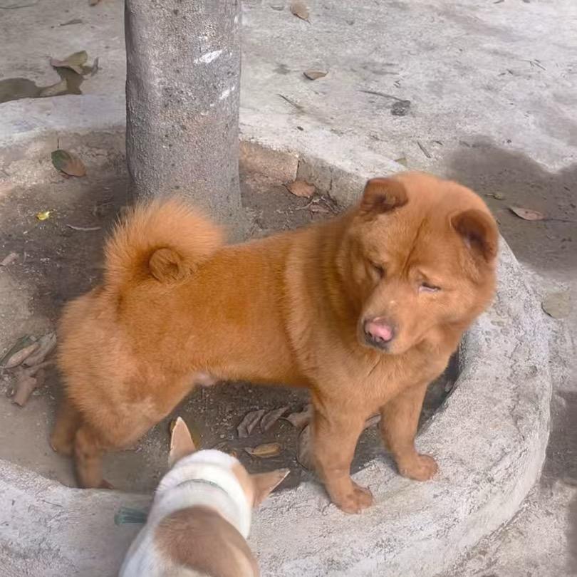 二哥说狗（中华田园犬）