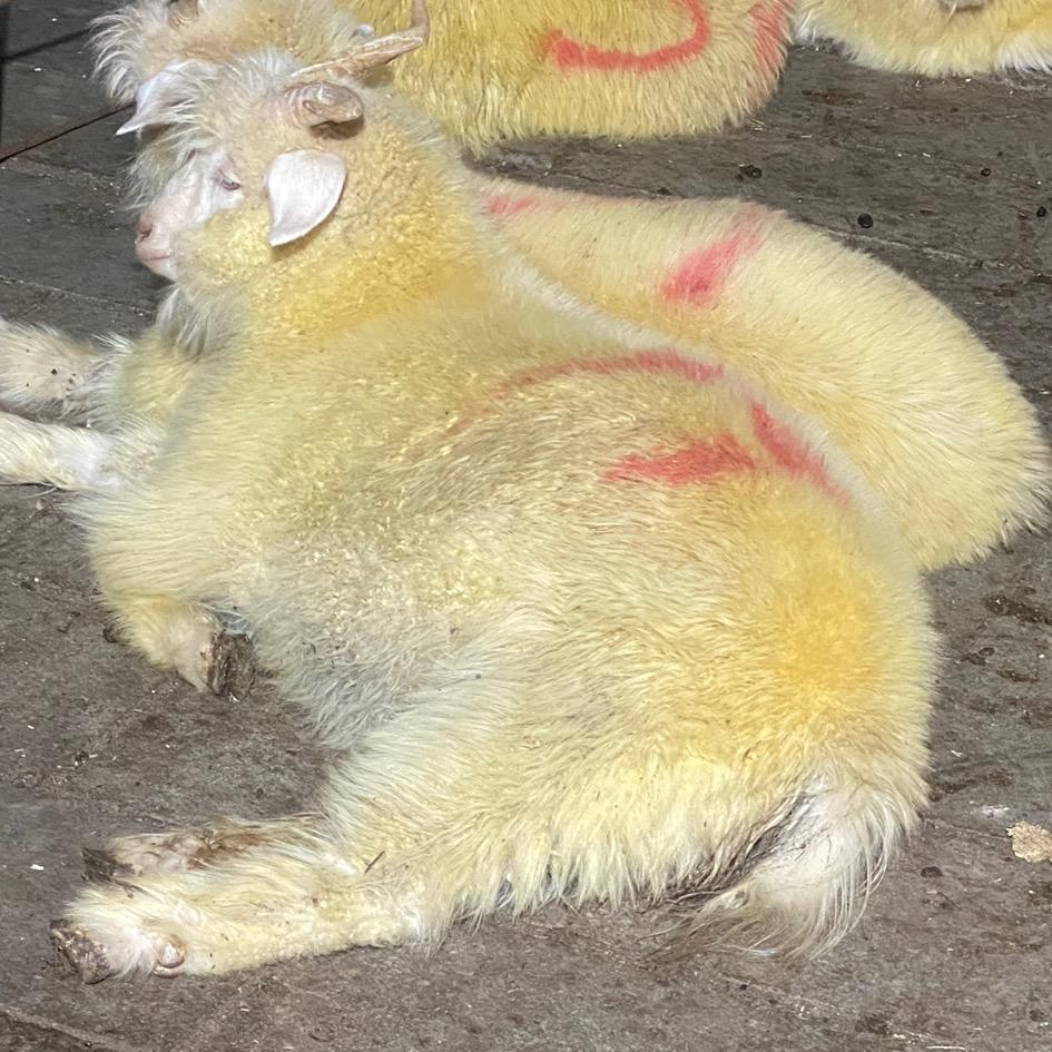 盖州丰硕绒山羊生活号