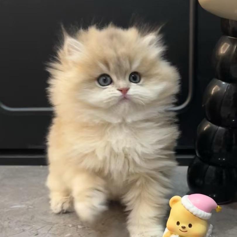 NouMi Cattery糯米猫舍