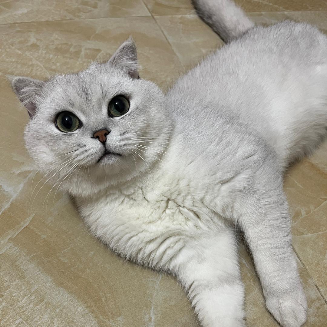 啾咪咪头像