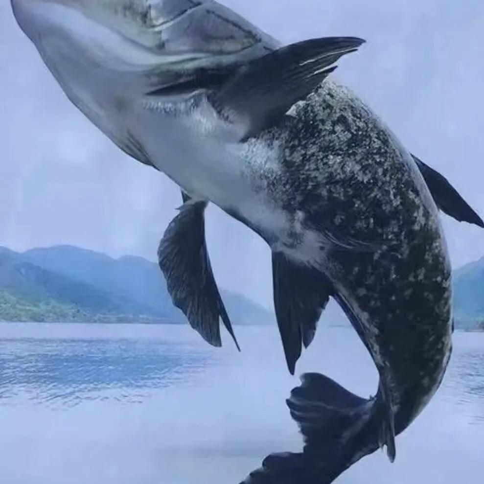 鱼丰户外