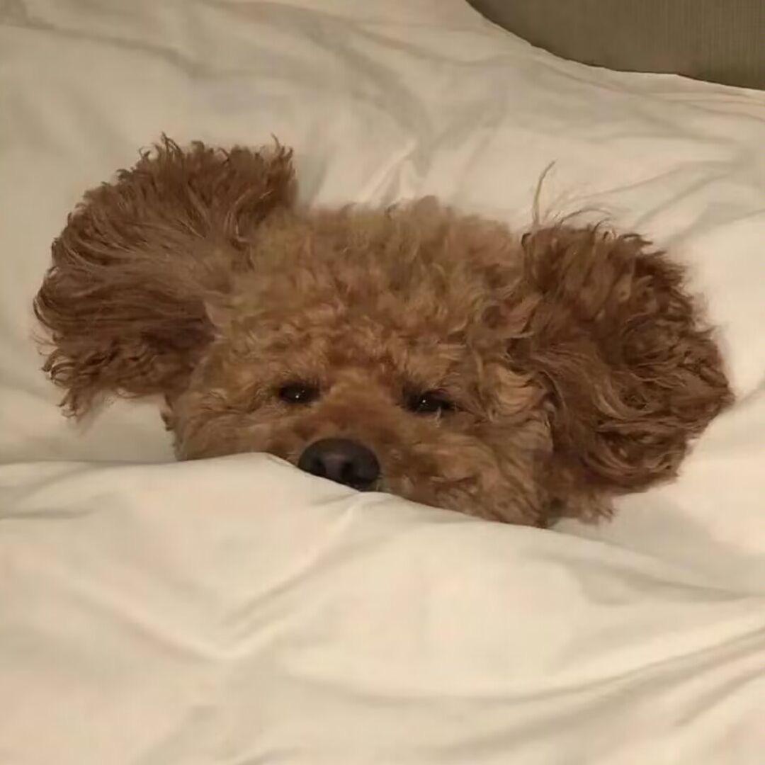 我乃发呆大王