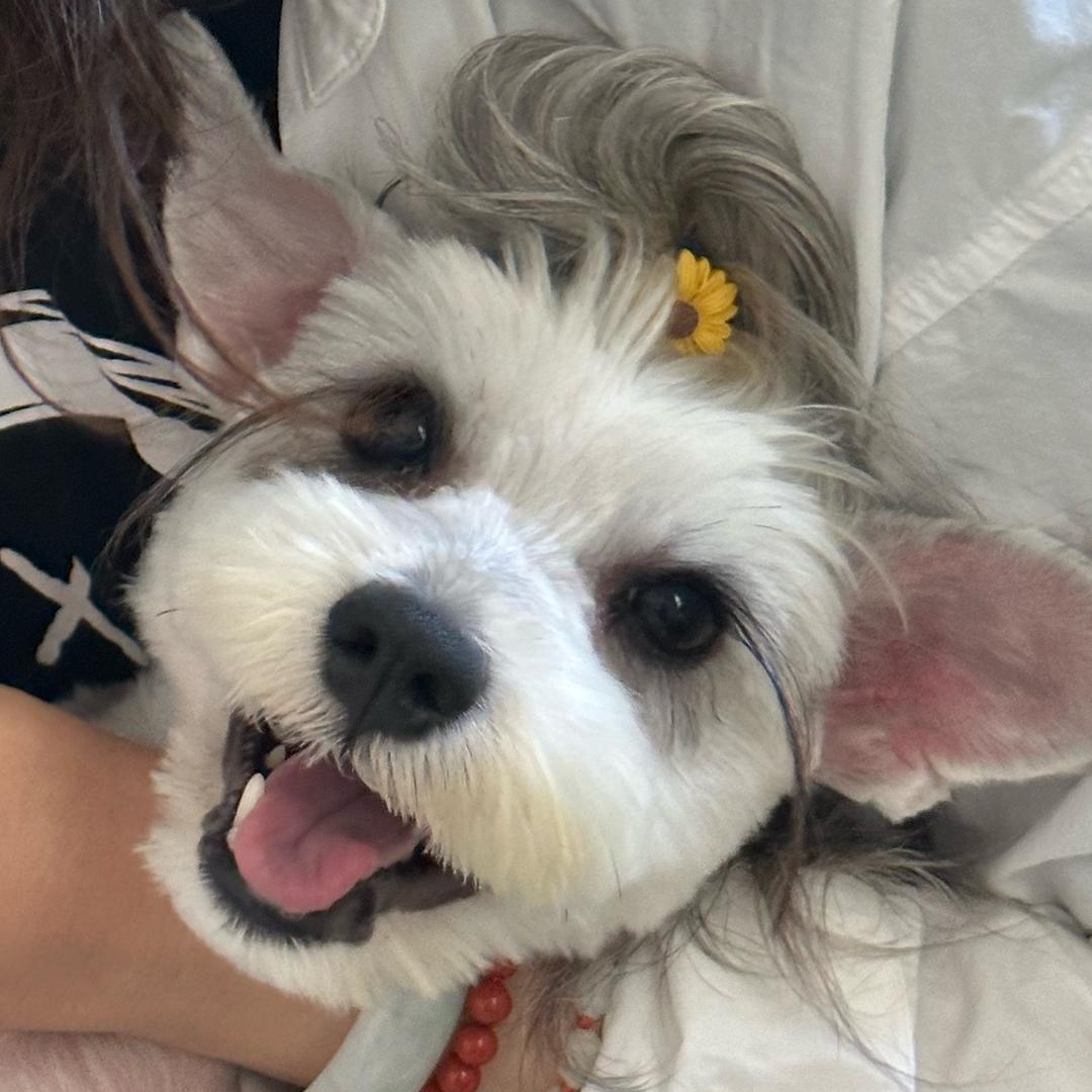 上官雪儿（驴姐的蜕变）