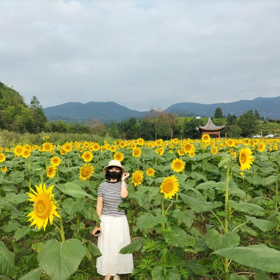 樱樱
