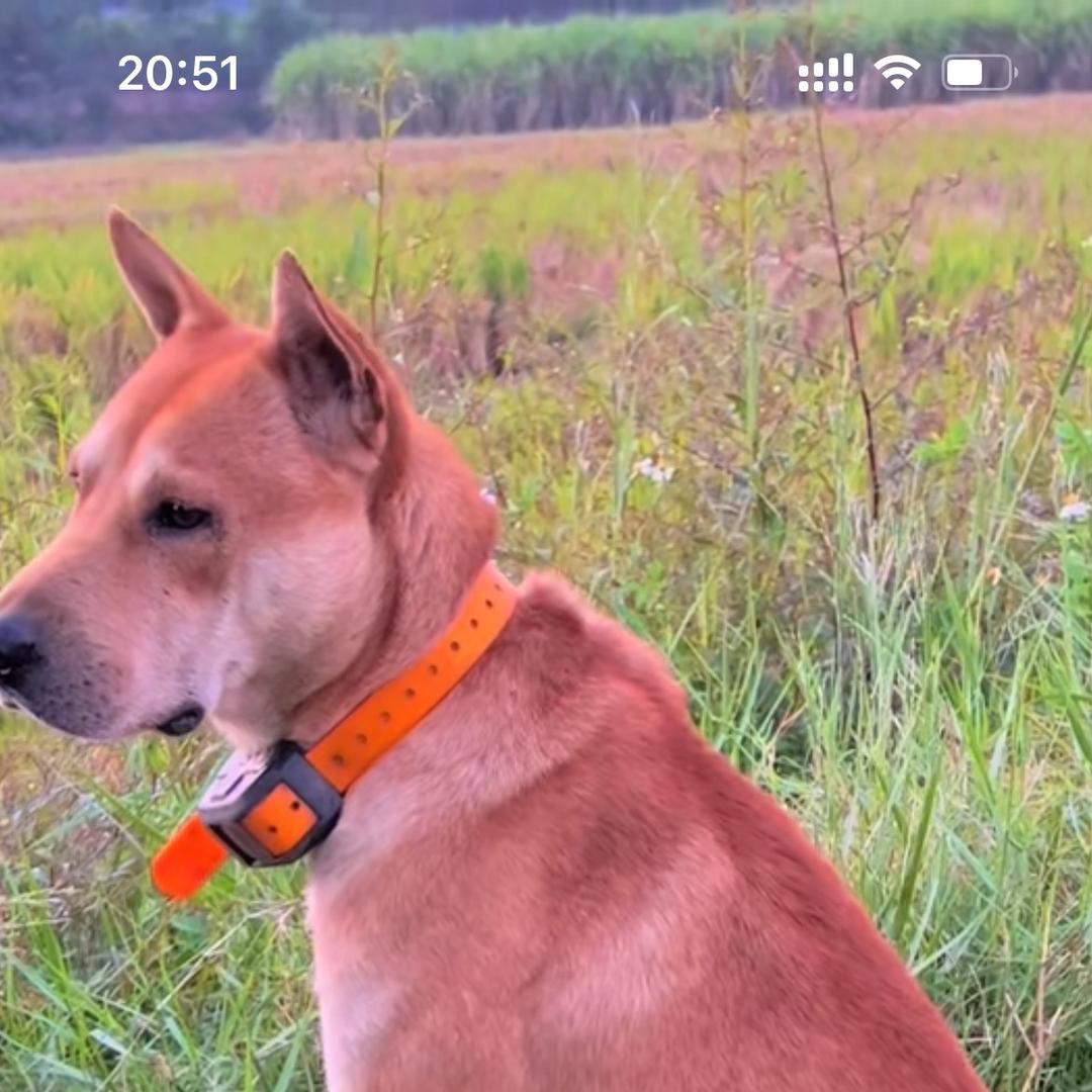 中华田园犬.阿勇