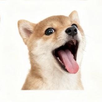 芒果是只柴🐶
