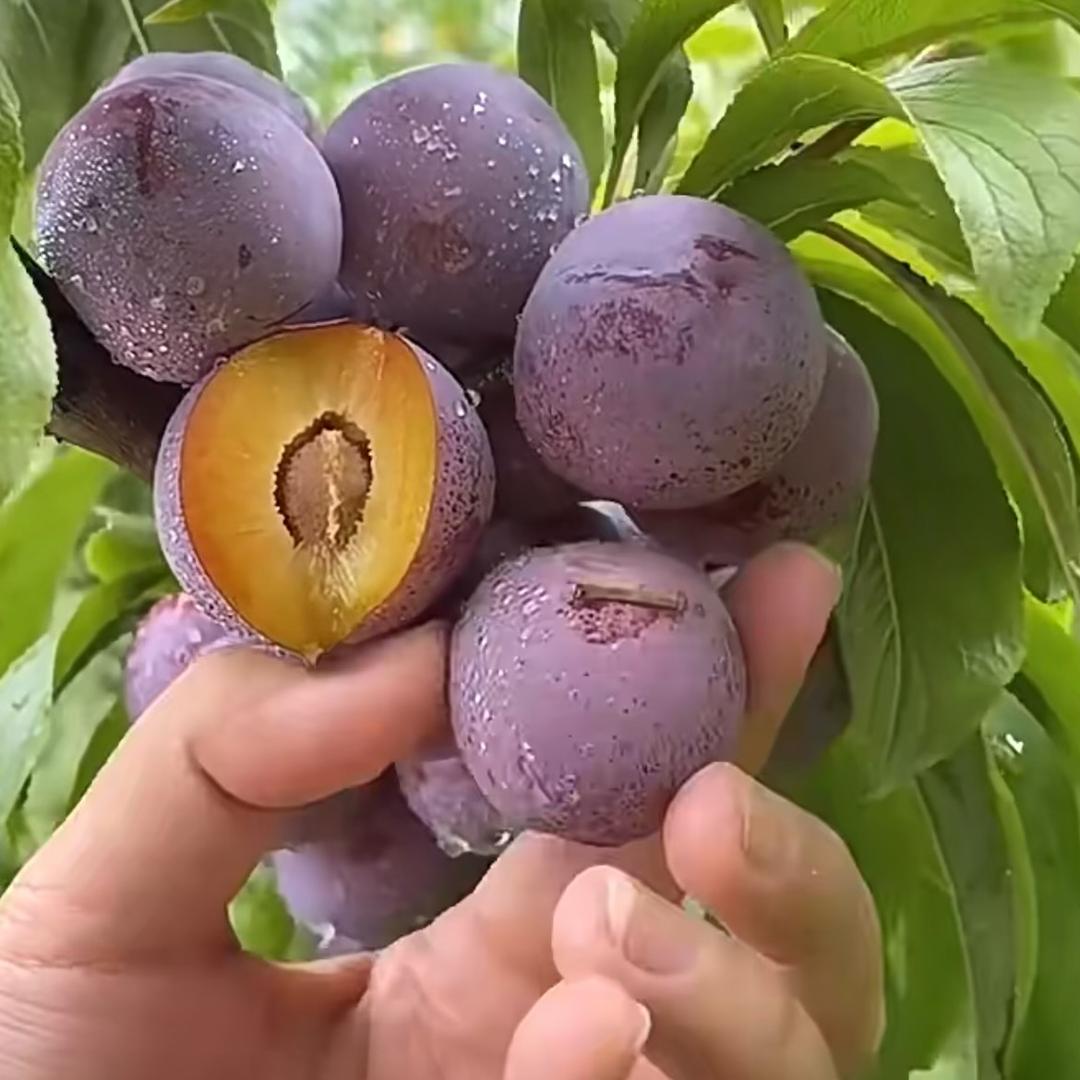 林妹妹生鲜