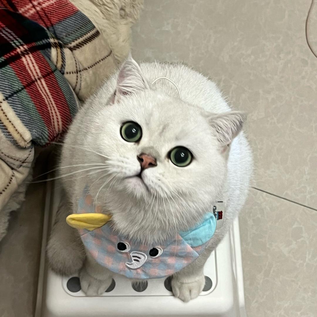 幸福的面筋
