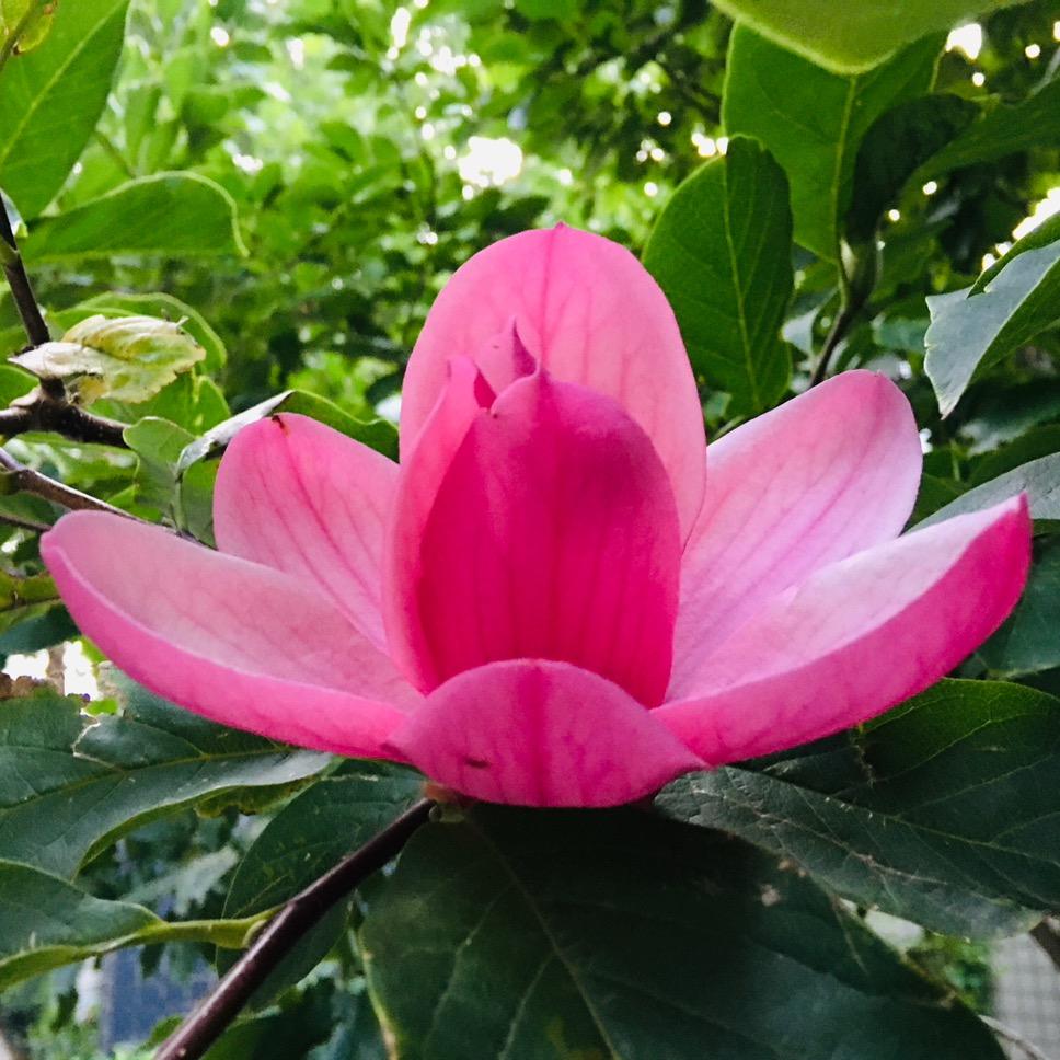 慧缘姐（请勿连赞）