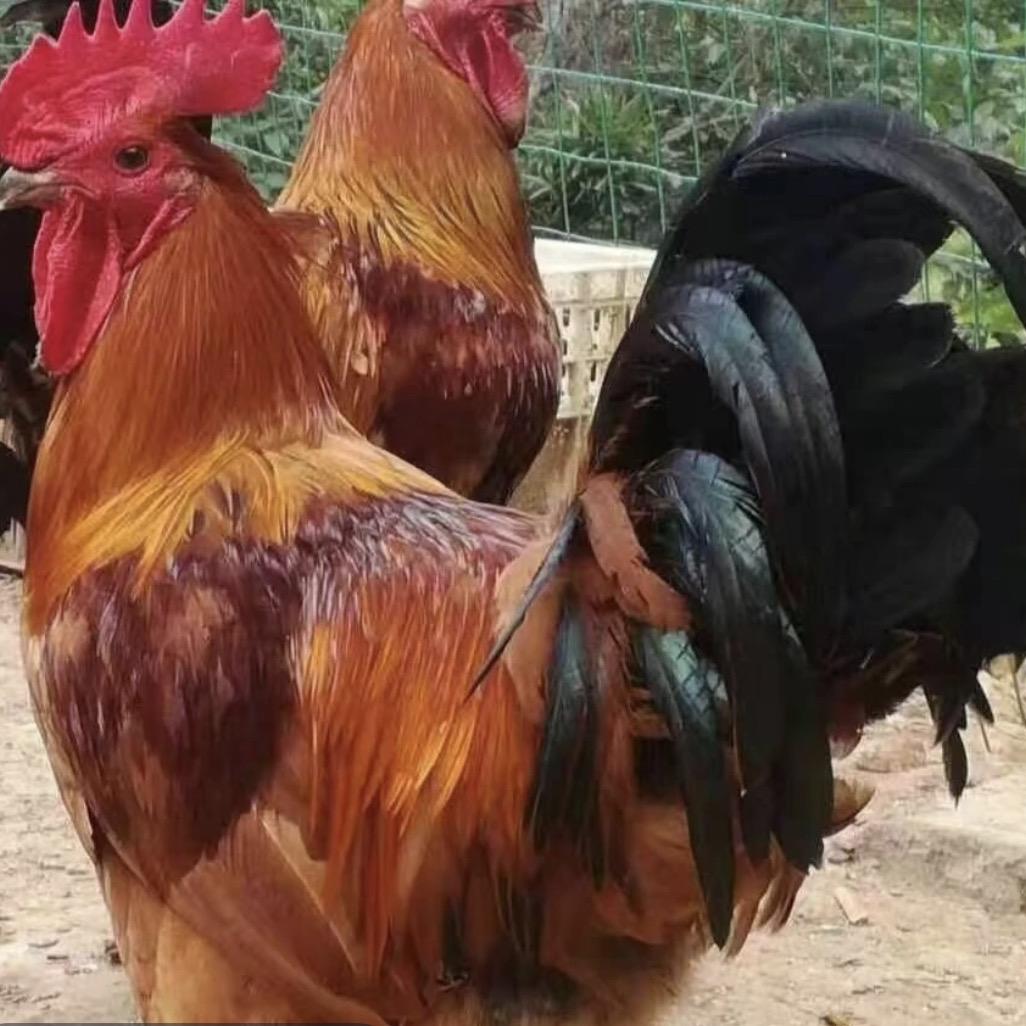 凯邦严选