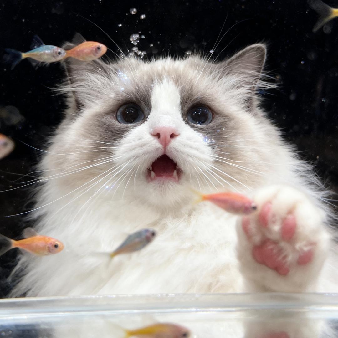 椰ye ×达人官旗直发加赠蓝氏猫狗粮