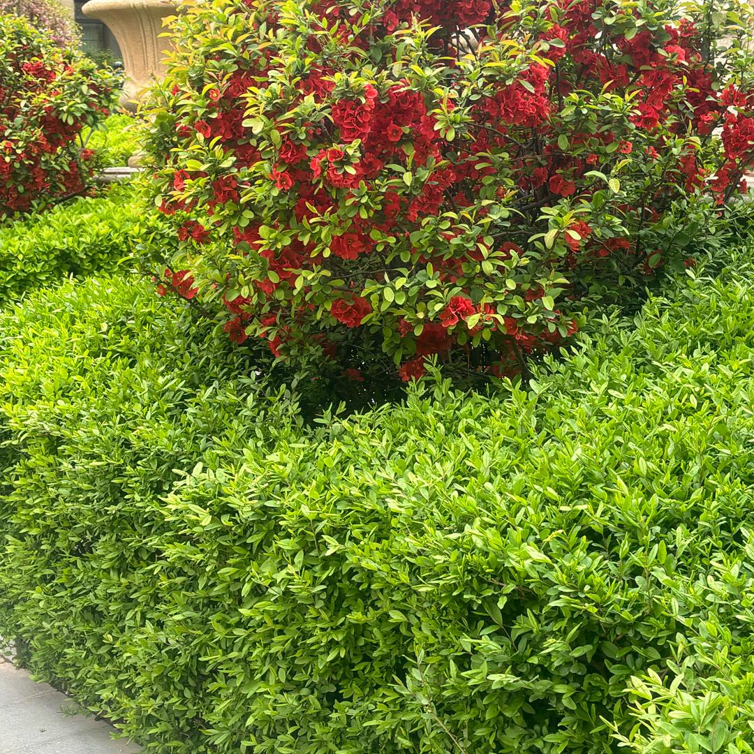 迭戈和乙方甲方