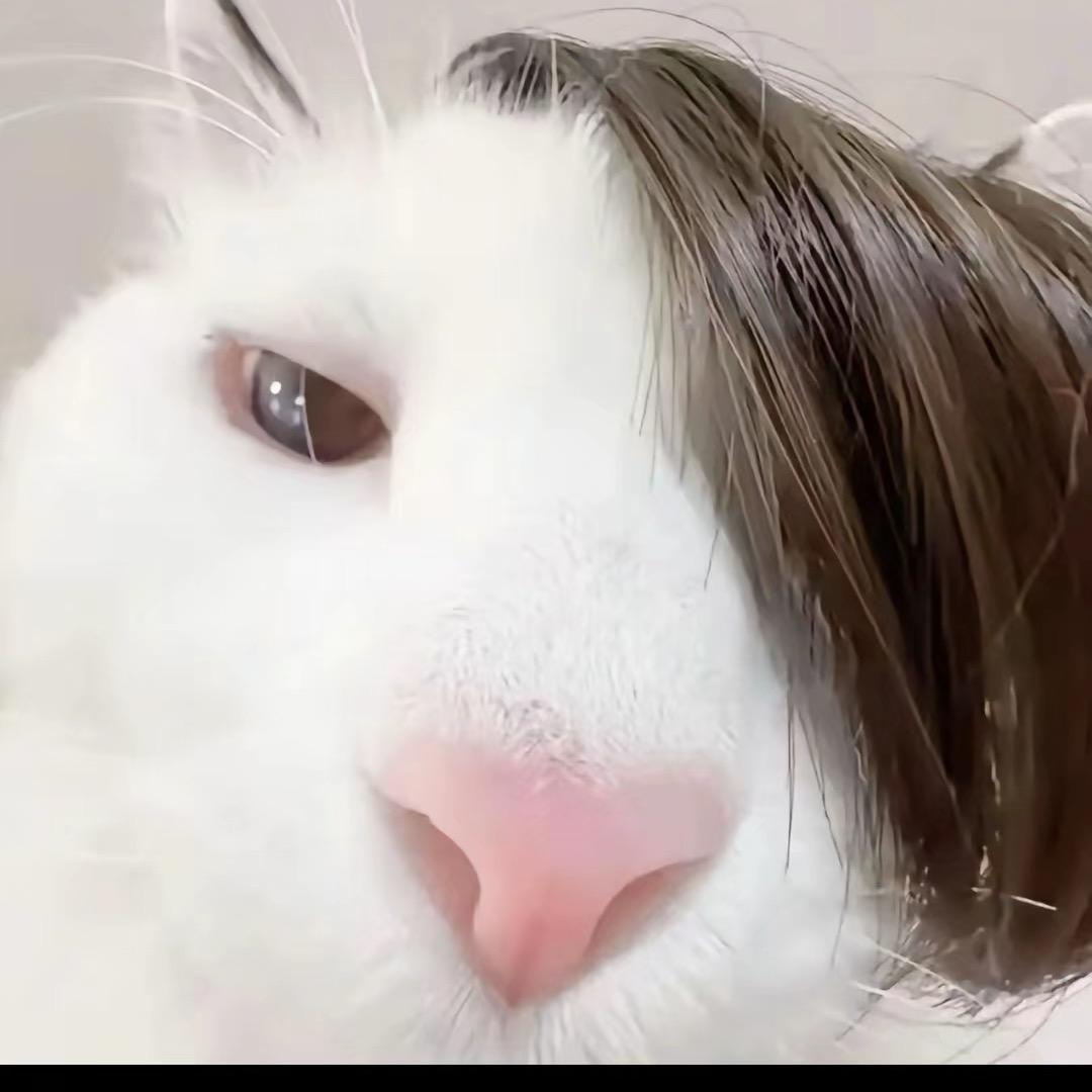 灰色小猪