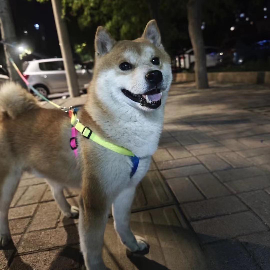 旺财🐕单身狗ฅ՞•ﻌ•՞ฅ