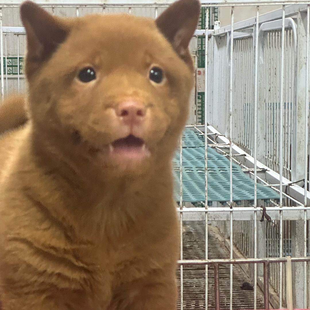 中华田园犬阿健