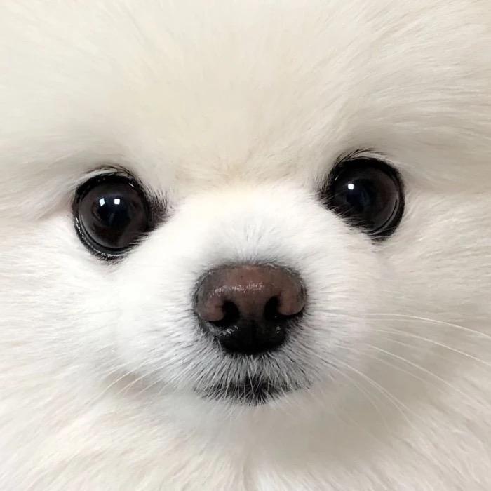 喵先生宠物