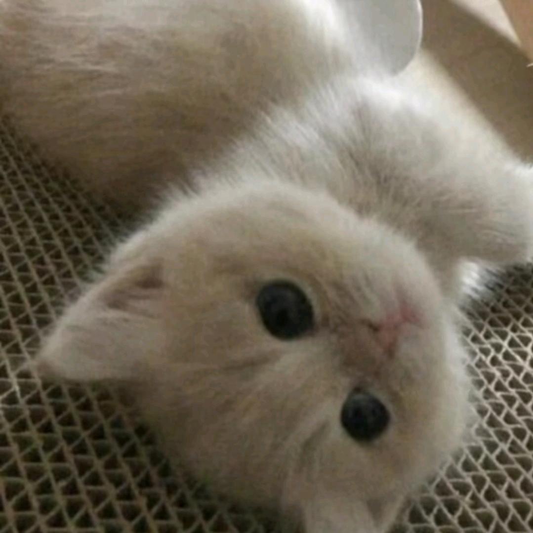 晚安会会