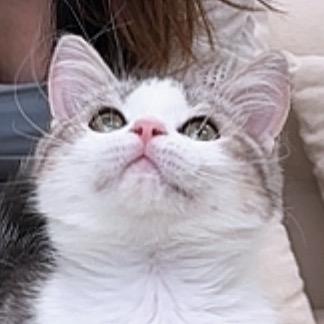 爱玩猫舍