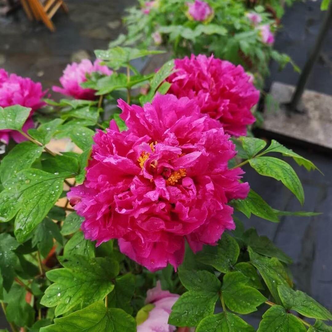 一朵花