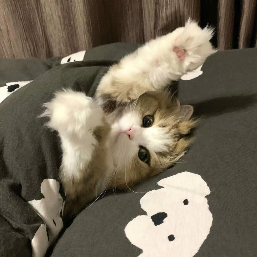 辣椒油（超级限流版）