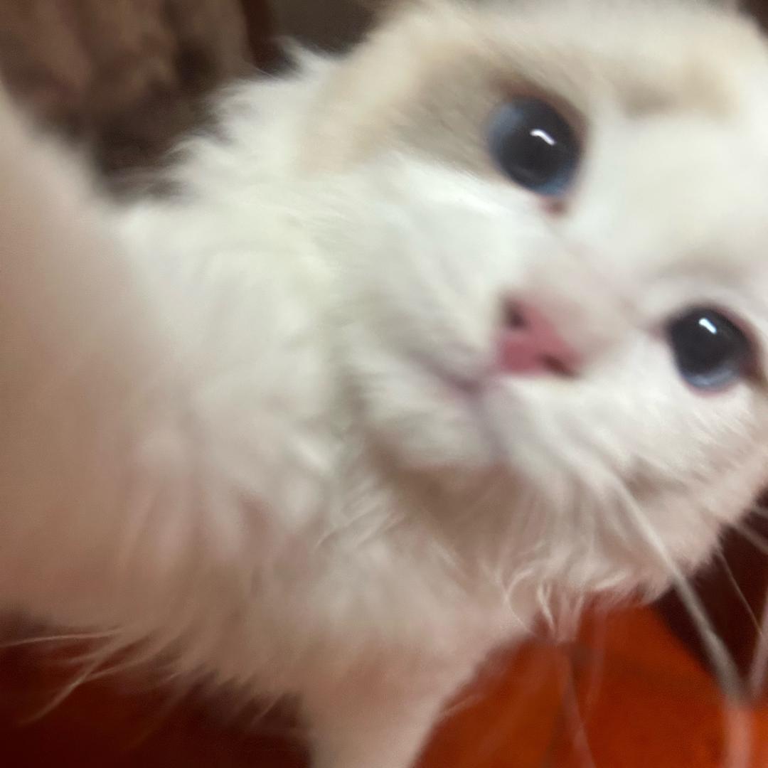 咪咕咪
