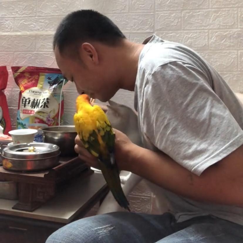 金太阳鹦鹉
