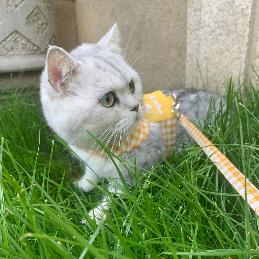 多多宠物用品屋