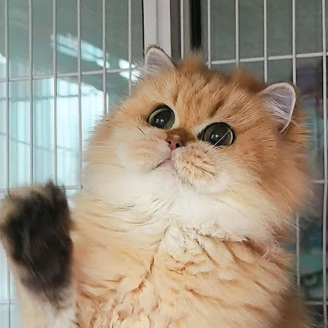 慧宝喵喵