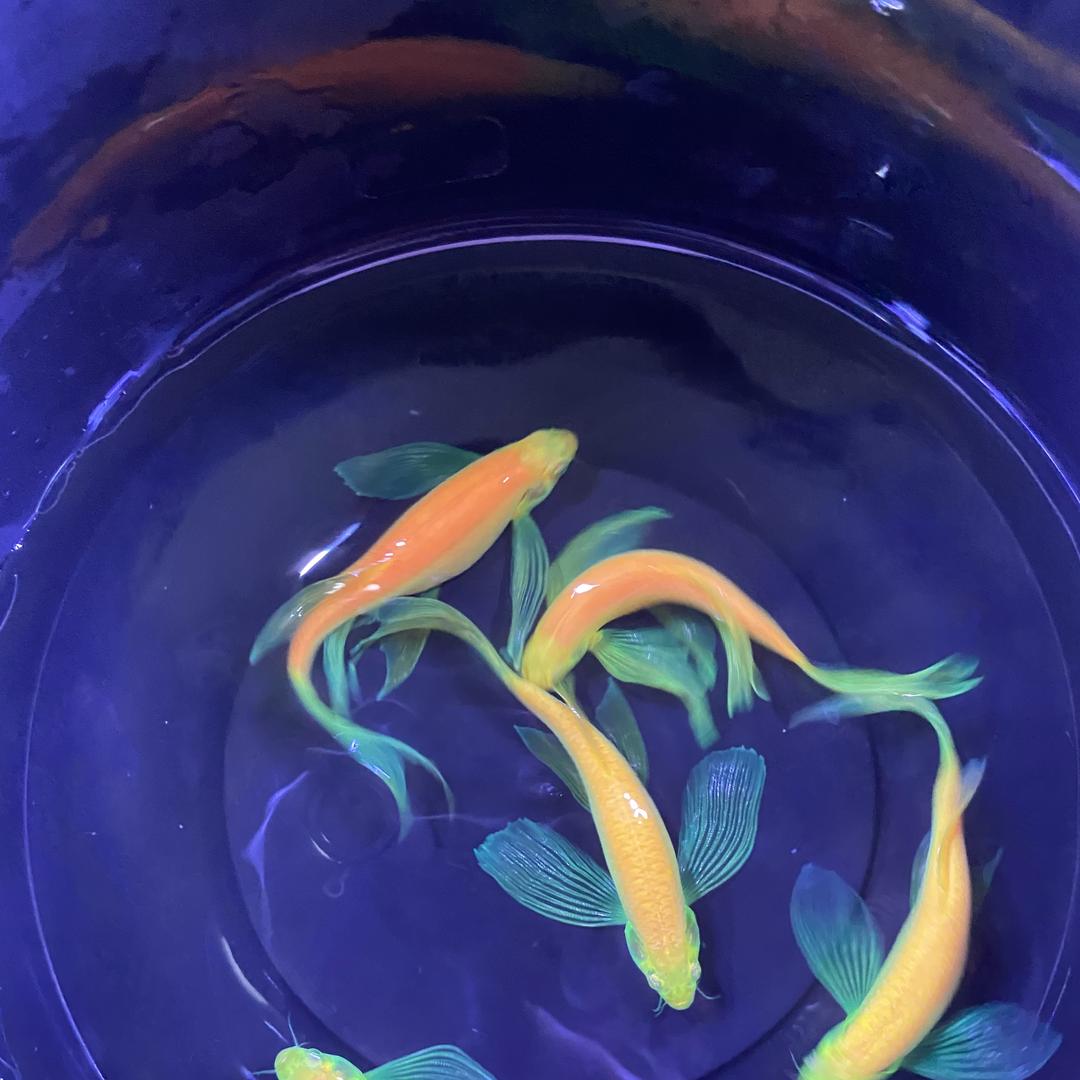 鱼目星辰水族