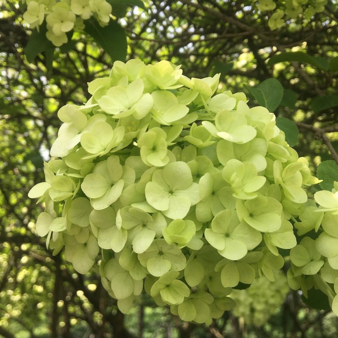 东风破