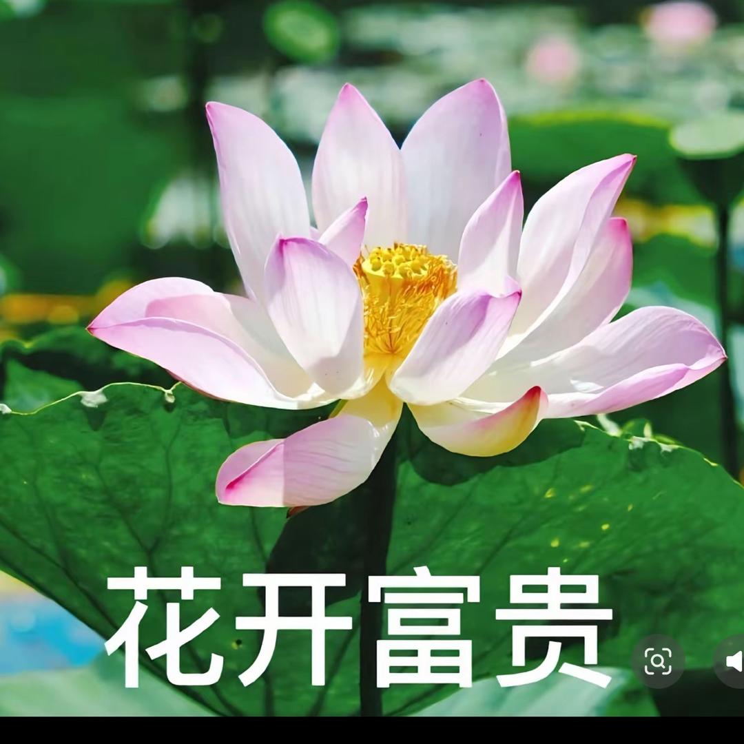 春花秋月