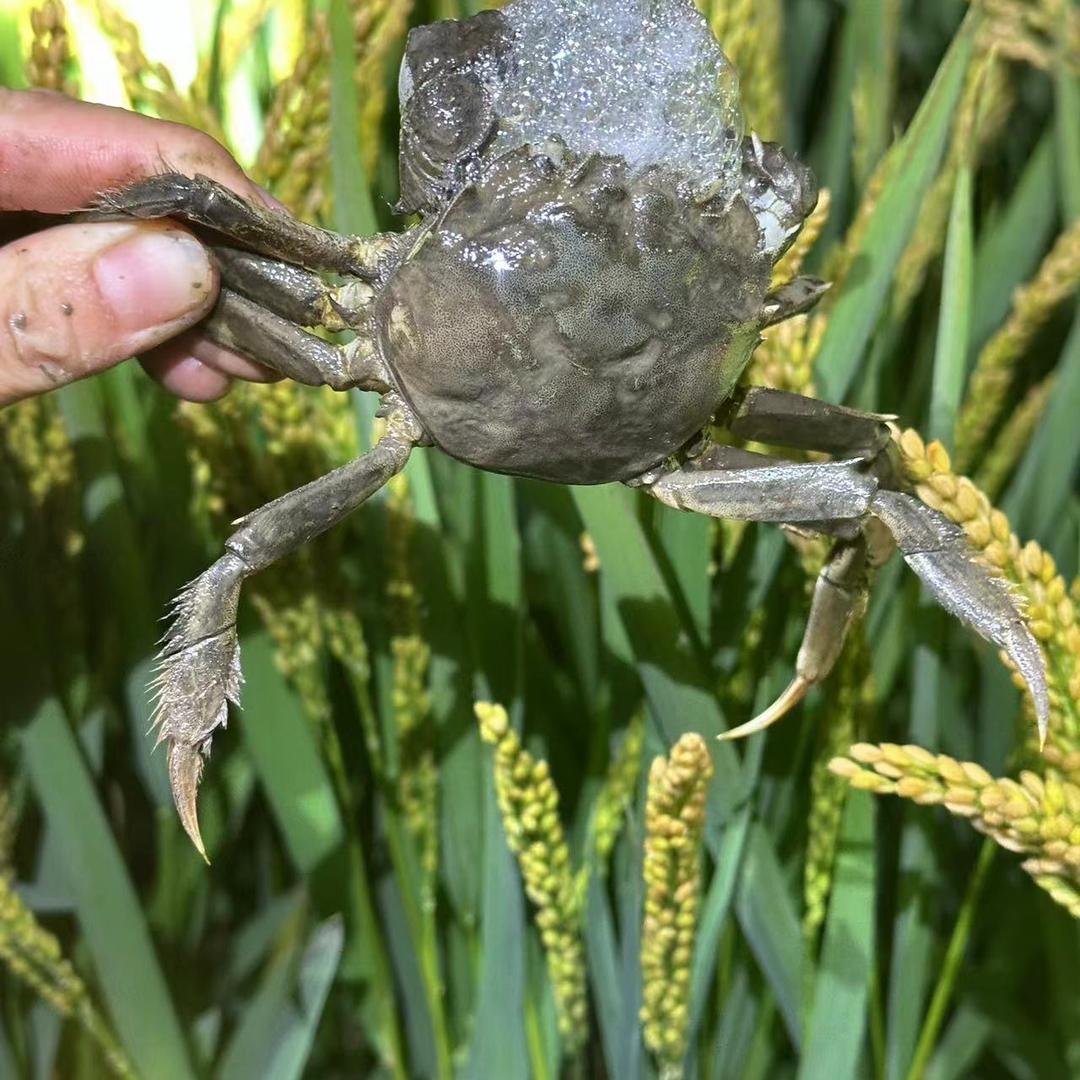 盘锦小雷河蟹
