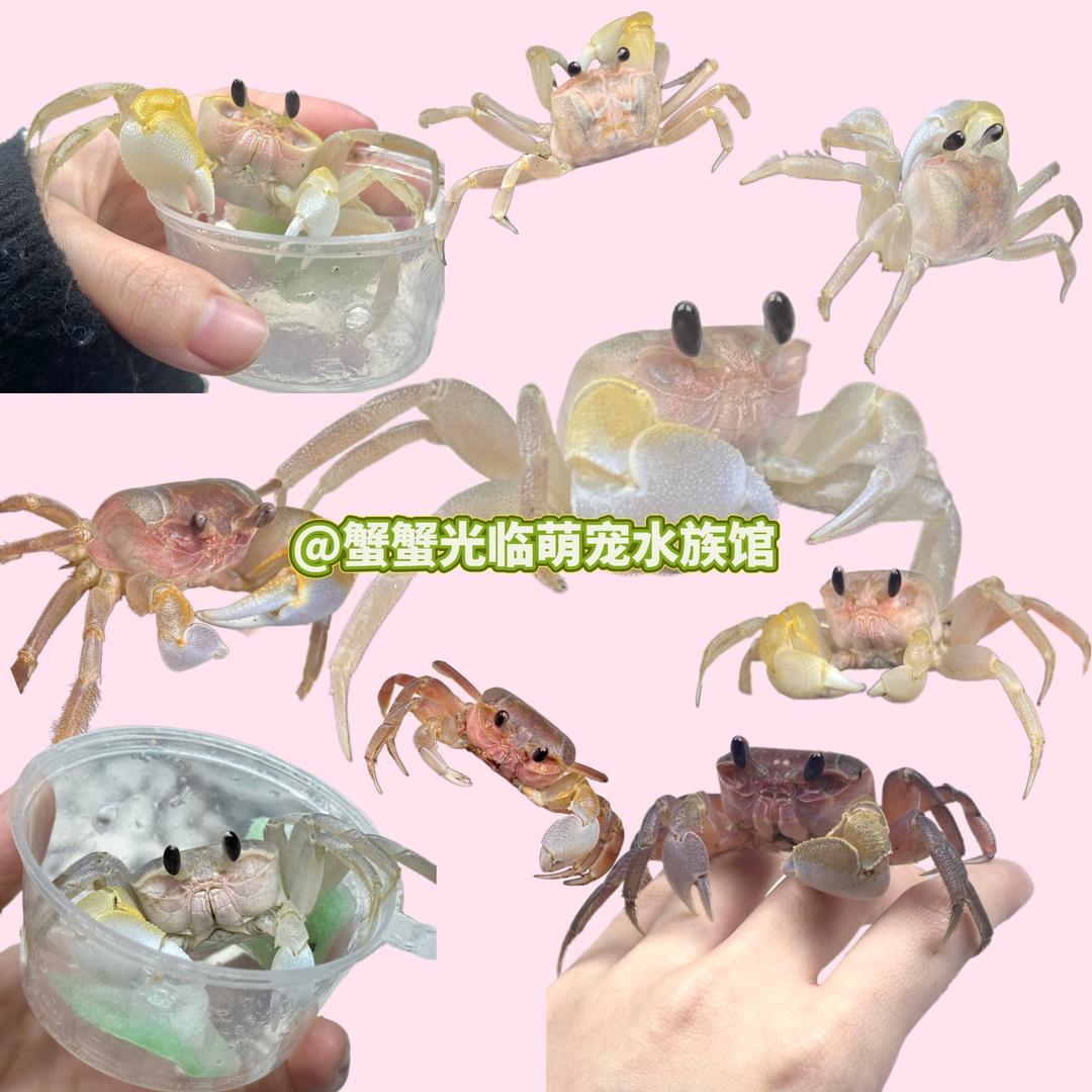 蟹蟹光临萌宠水族馆