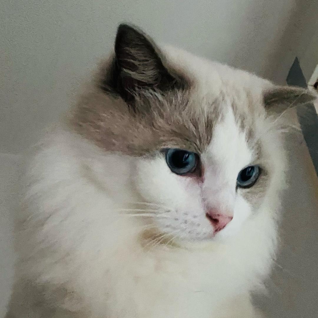 🐱猫聆🐱的头像