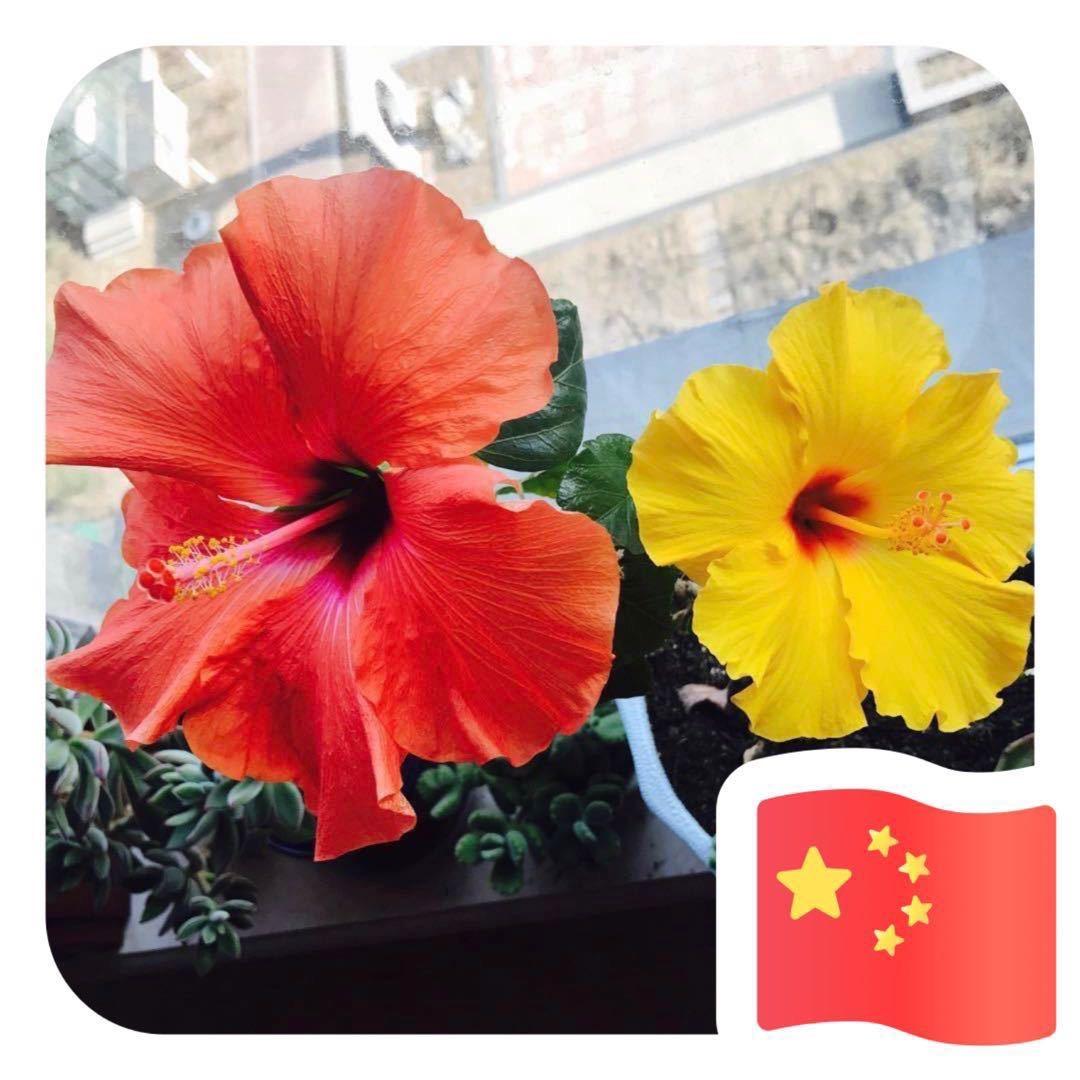 梅子呀