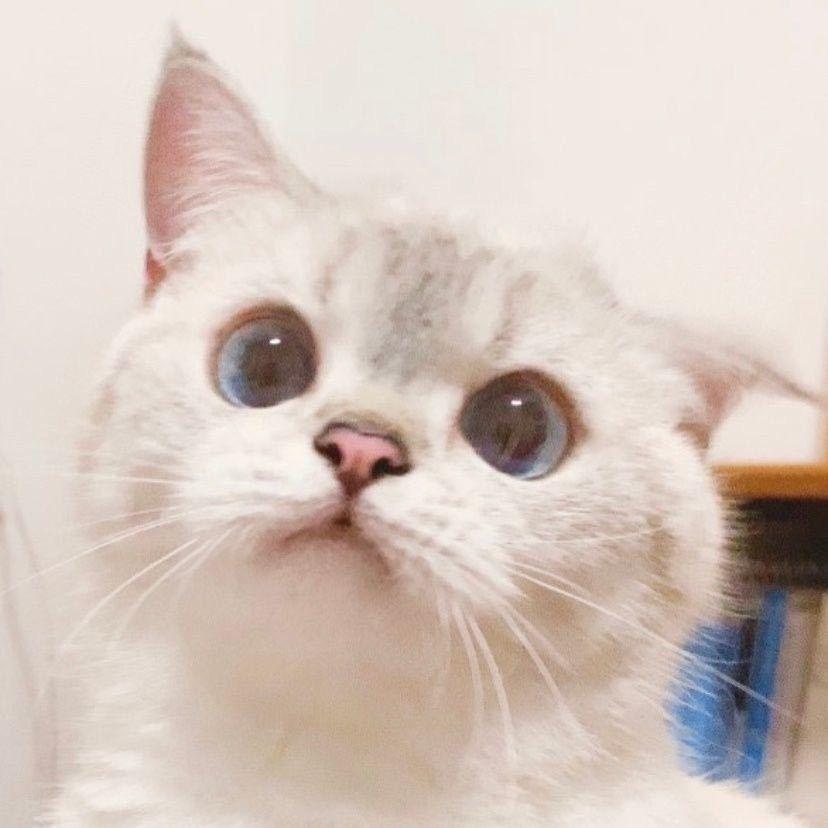 狼队宁清m