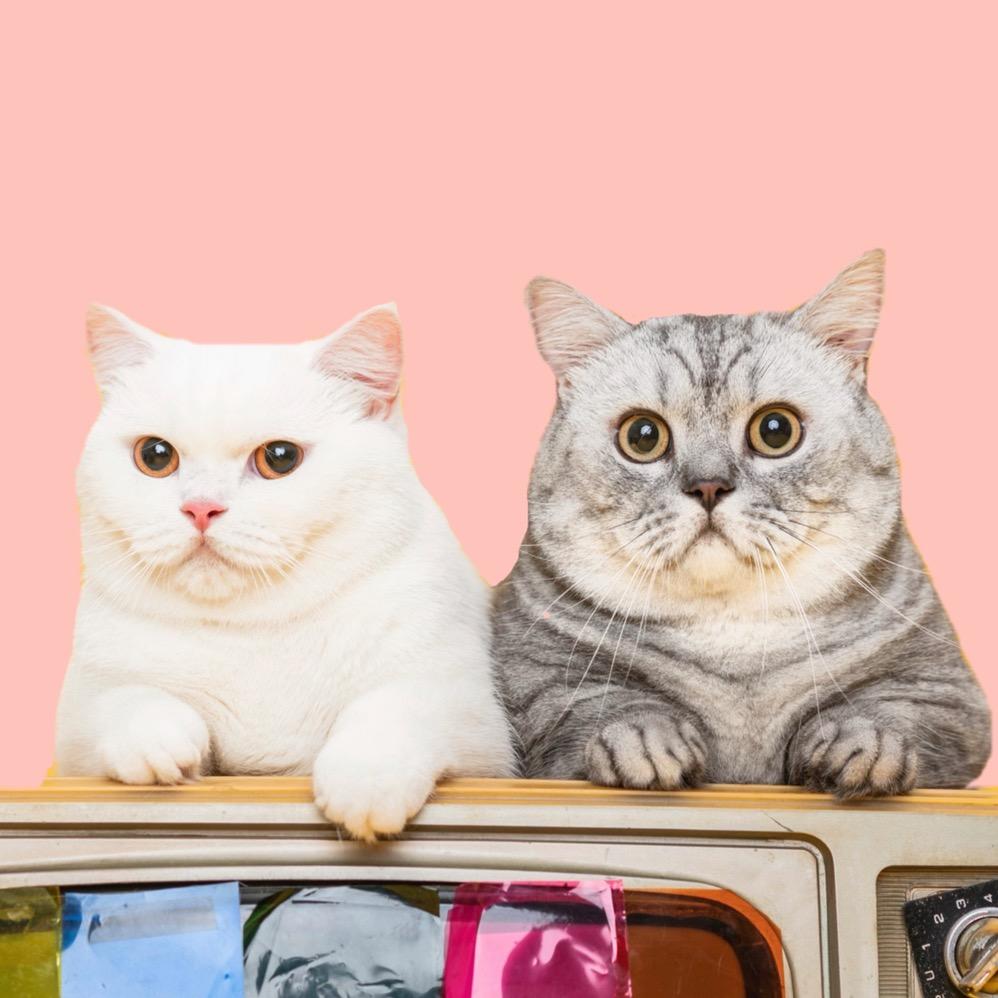 布丁仔和泡芙妹的一天@抖音