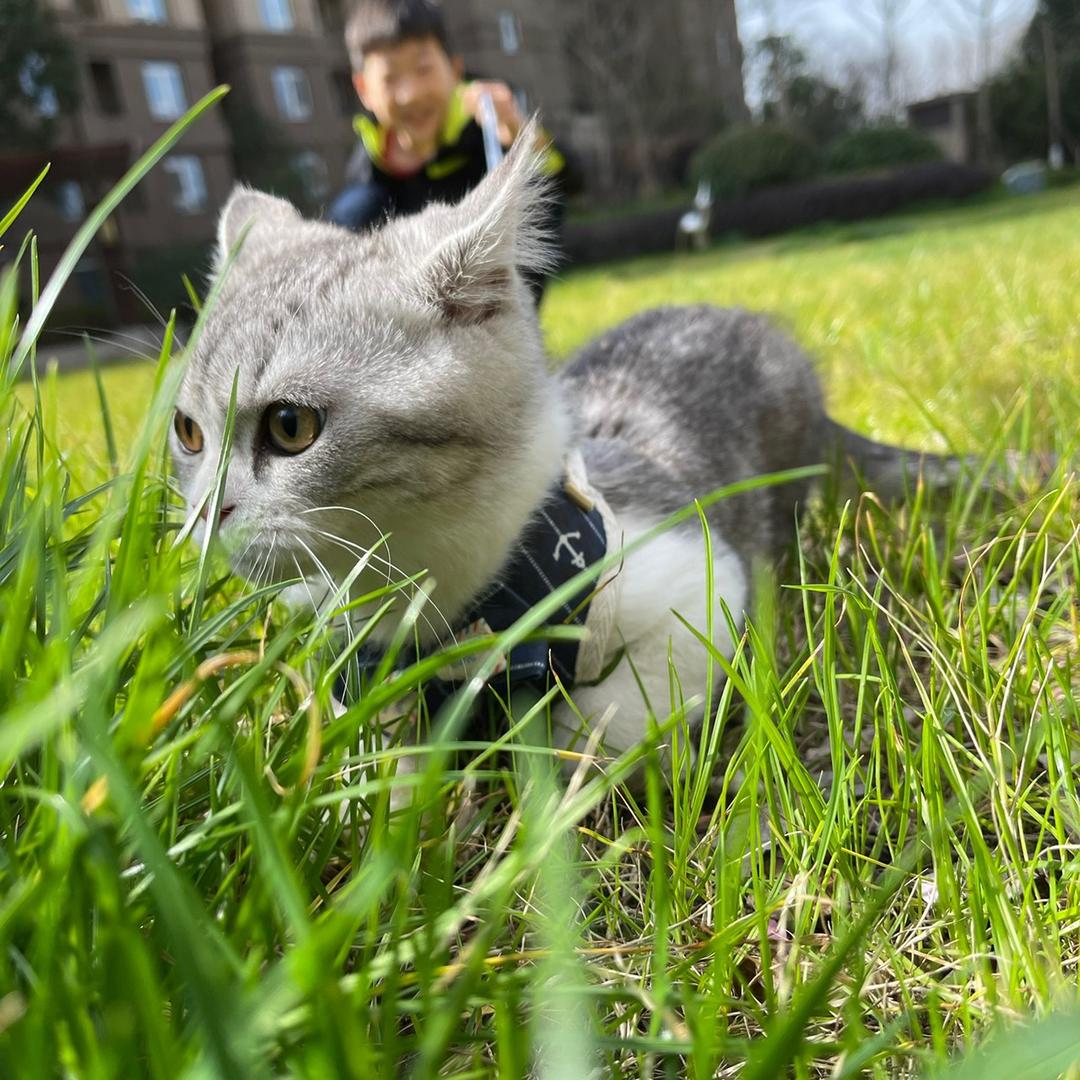 鱼鱼小鱼