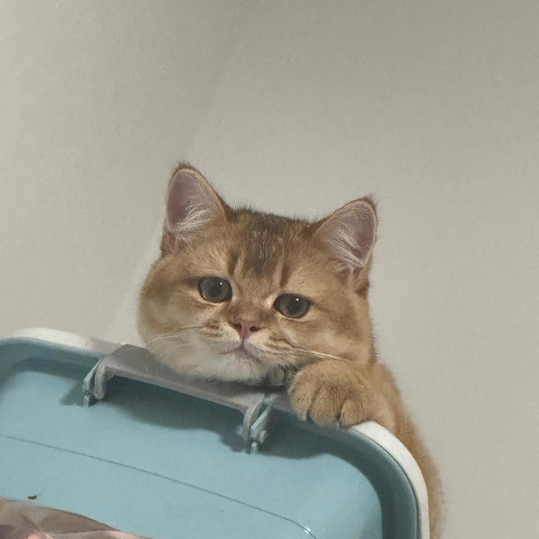 可乐喵🐱