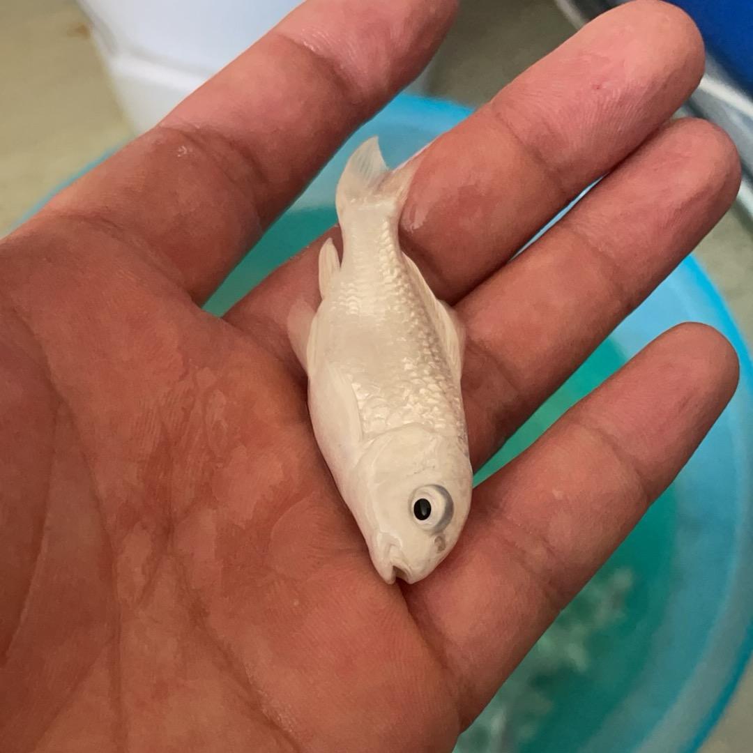爱养鱼🐠得~晖
