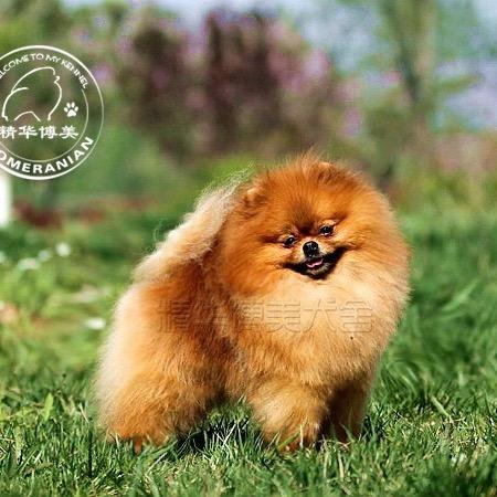 海州区精华博美犬商行
