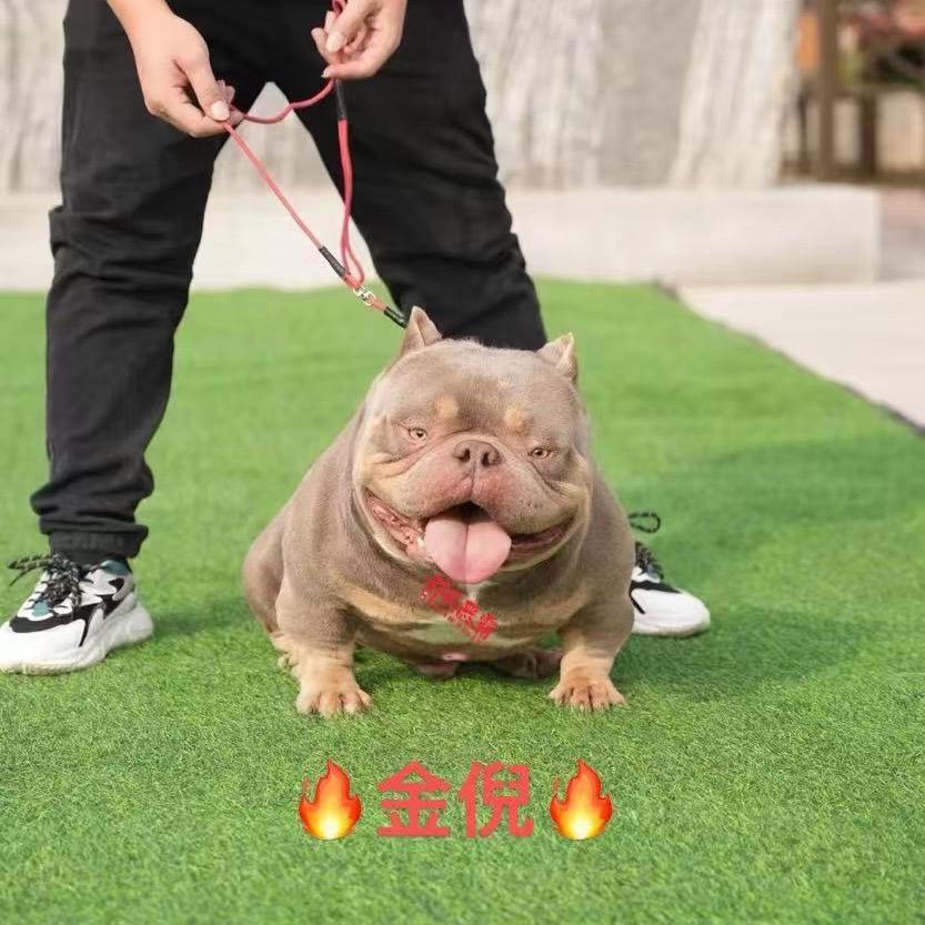 江苏邵氏恶霸犬舍直播账号（1号）