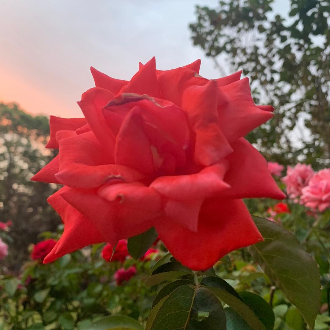 花落半秋🌹🌹