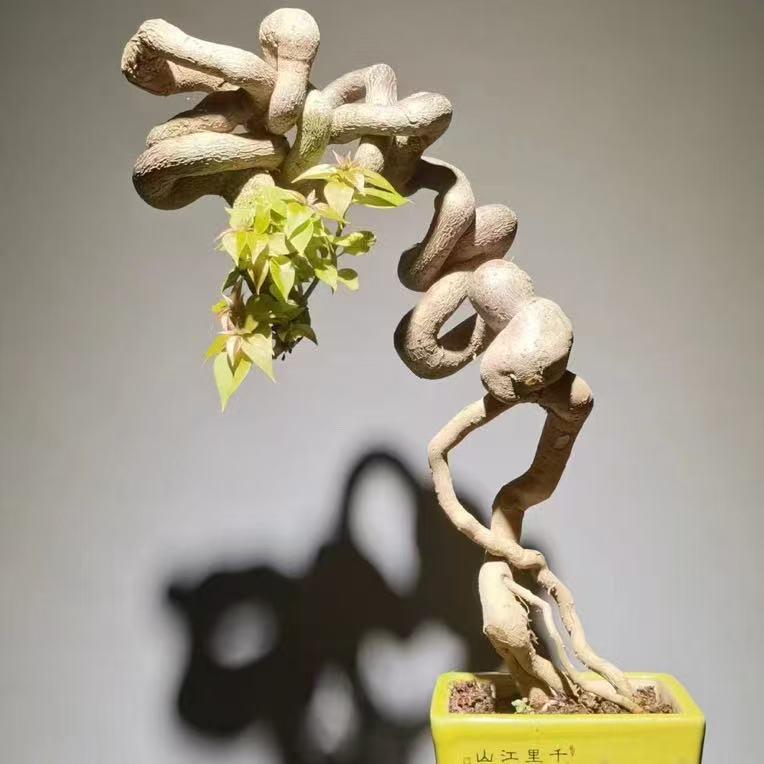 花佛爷花卉
