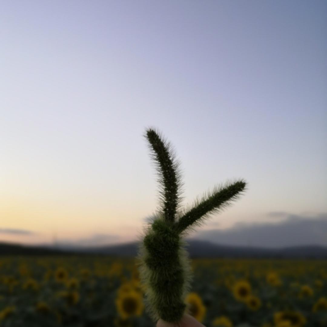 世界一Liu小太阳