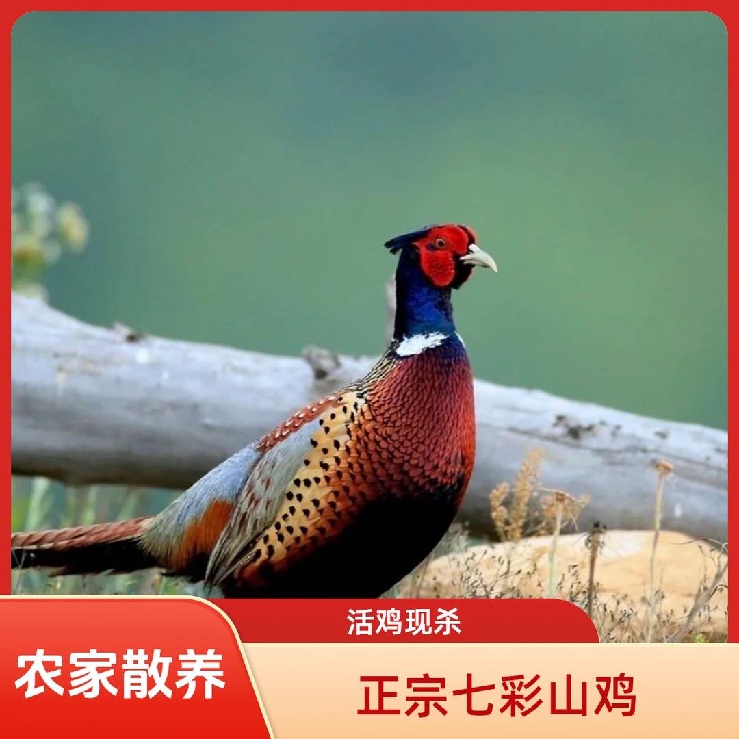 山鸡