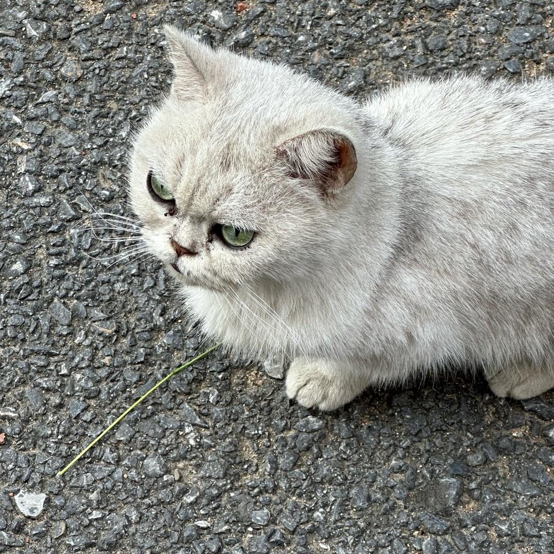 麻辣龙虾尾