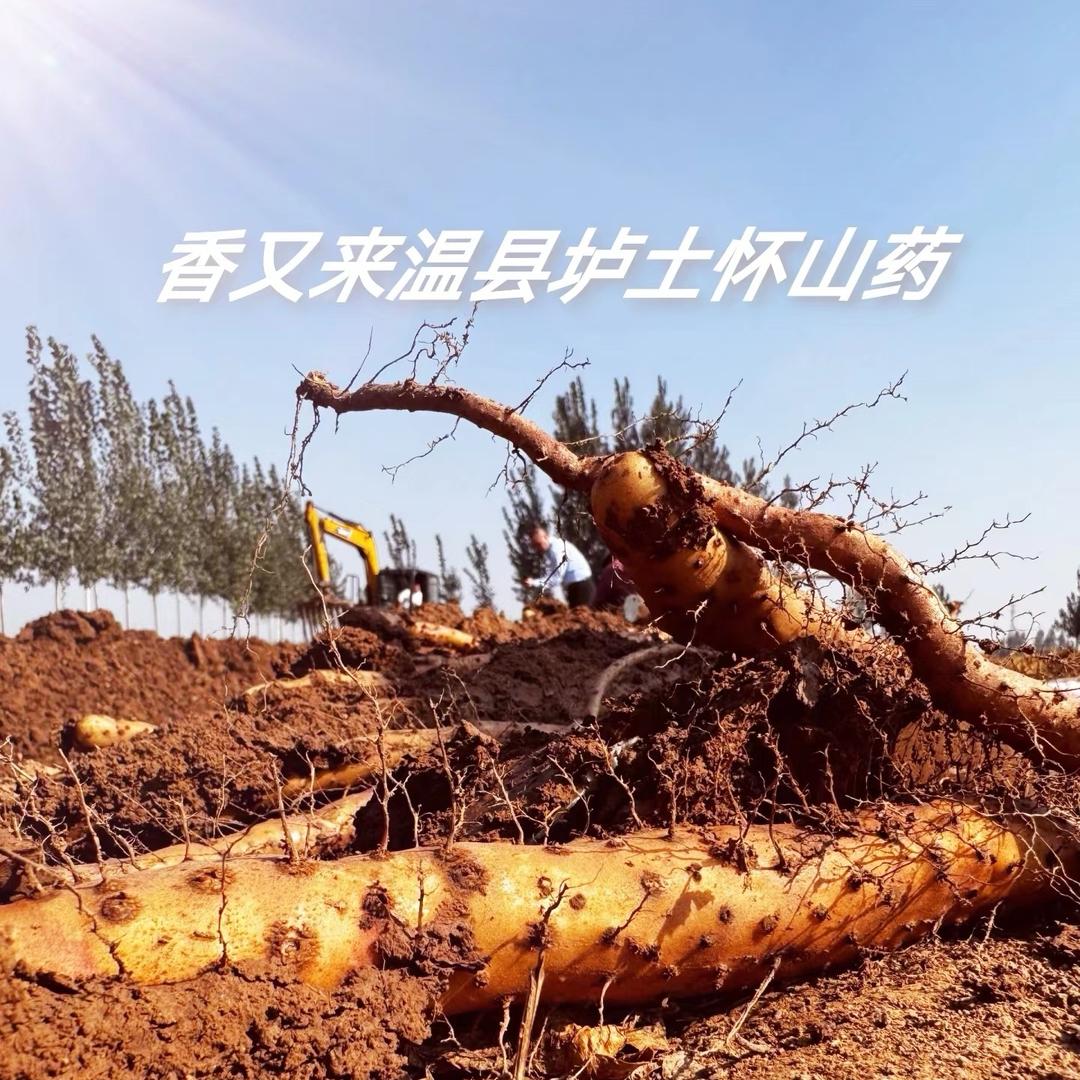 温县香又来垆土怀山药