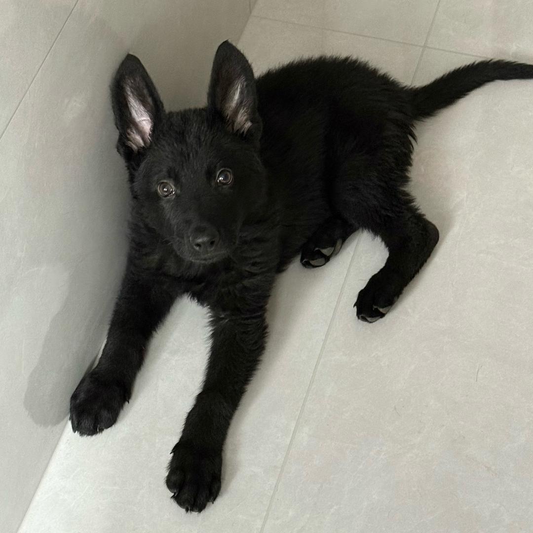我叫平安🐶🐶